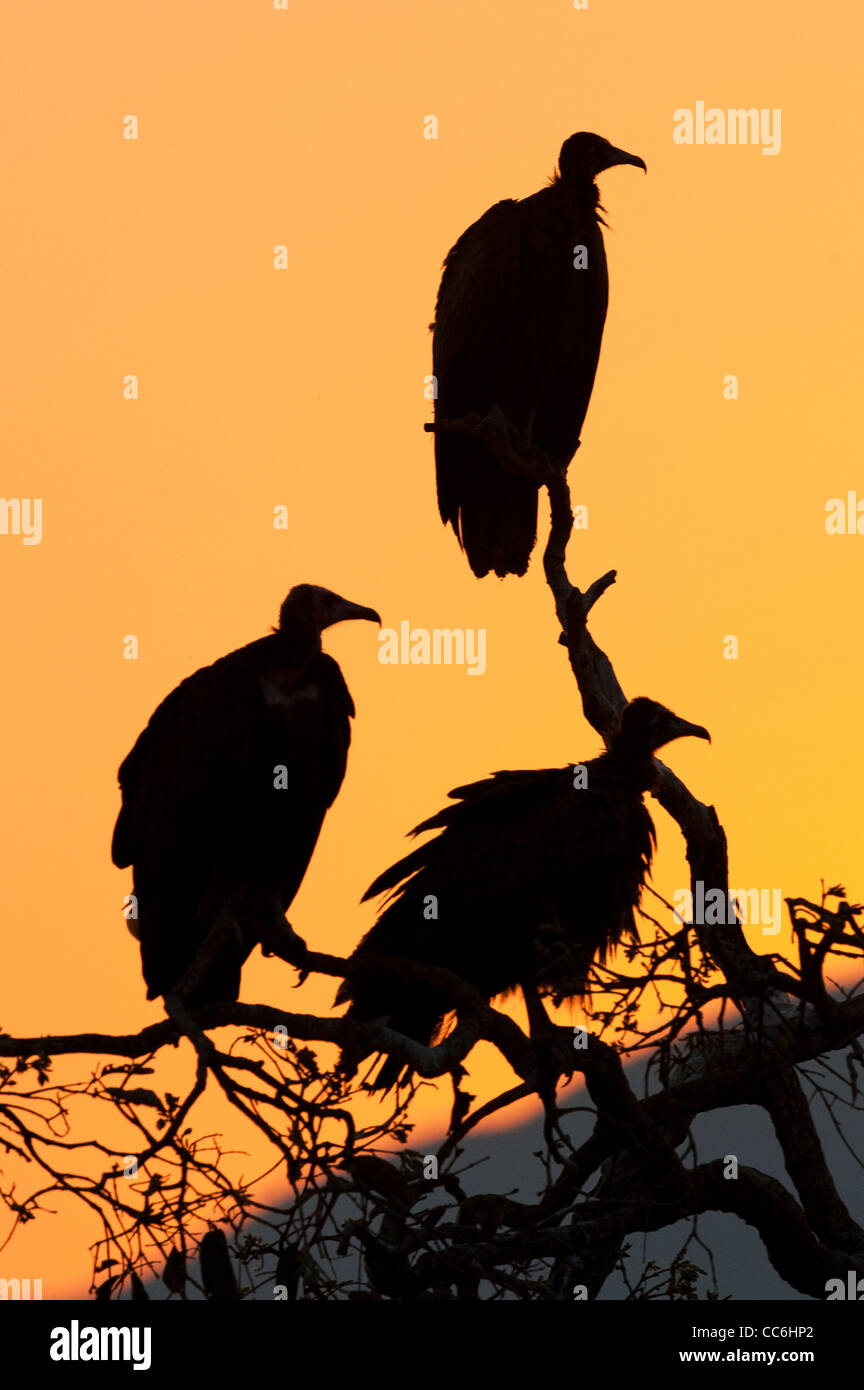 Silhouette of three White-backed Vultures Stock Photo