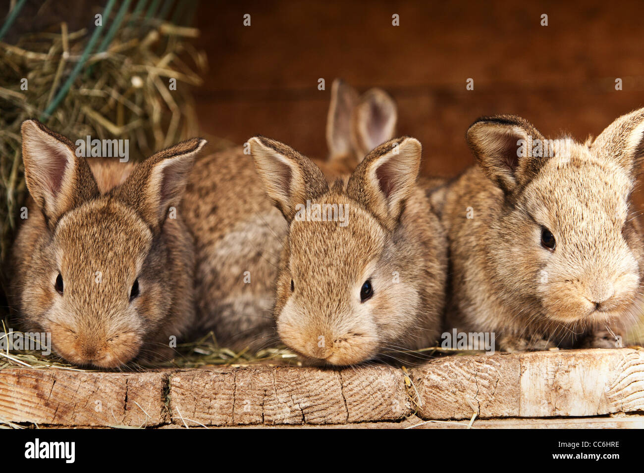 small brown rabbits Stock Photo