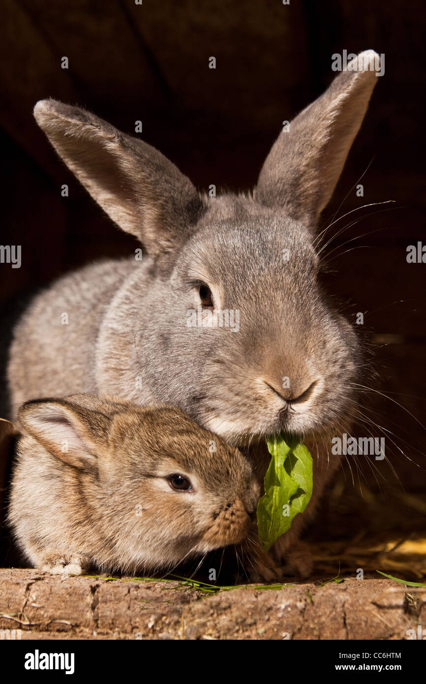 small brown rabbit with mum Stock Photo