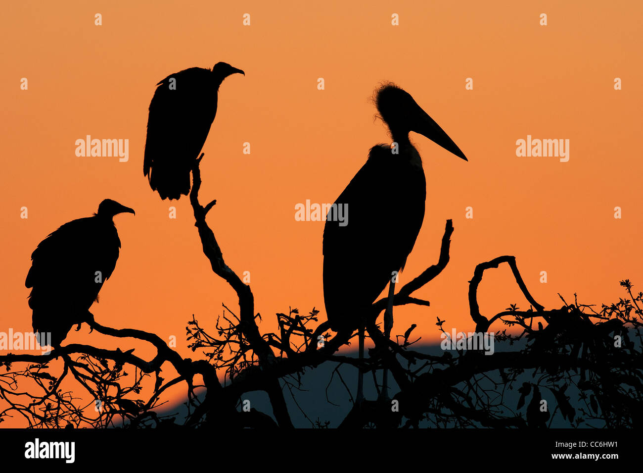Silhouette of two White-backed Vultures and a Marabou Stork Stock Photo