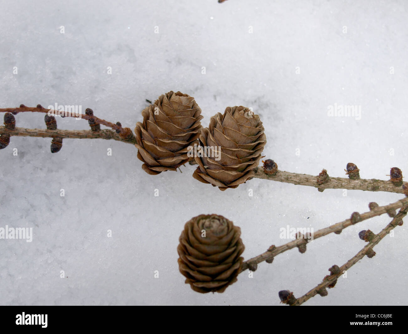 larch cones in winter / Lärchenzapfen im Winter Stock Photo