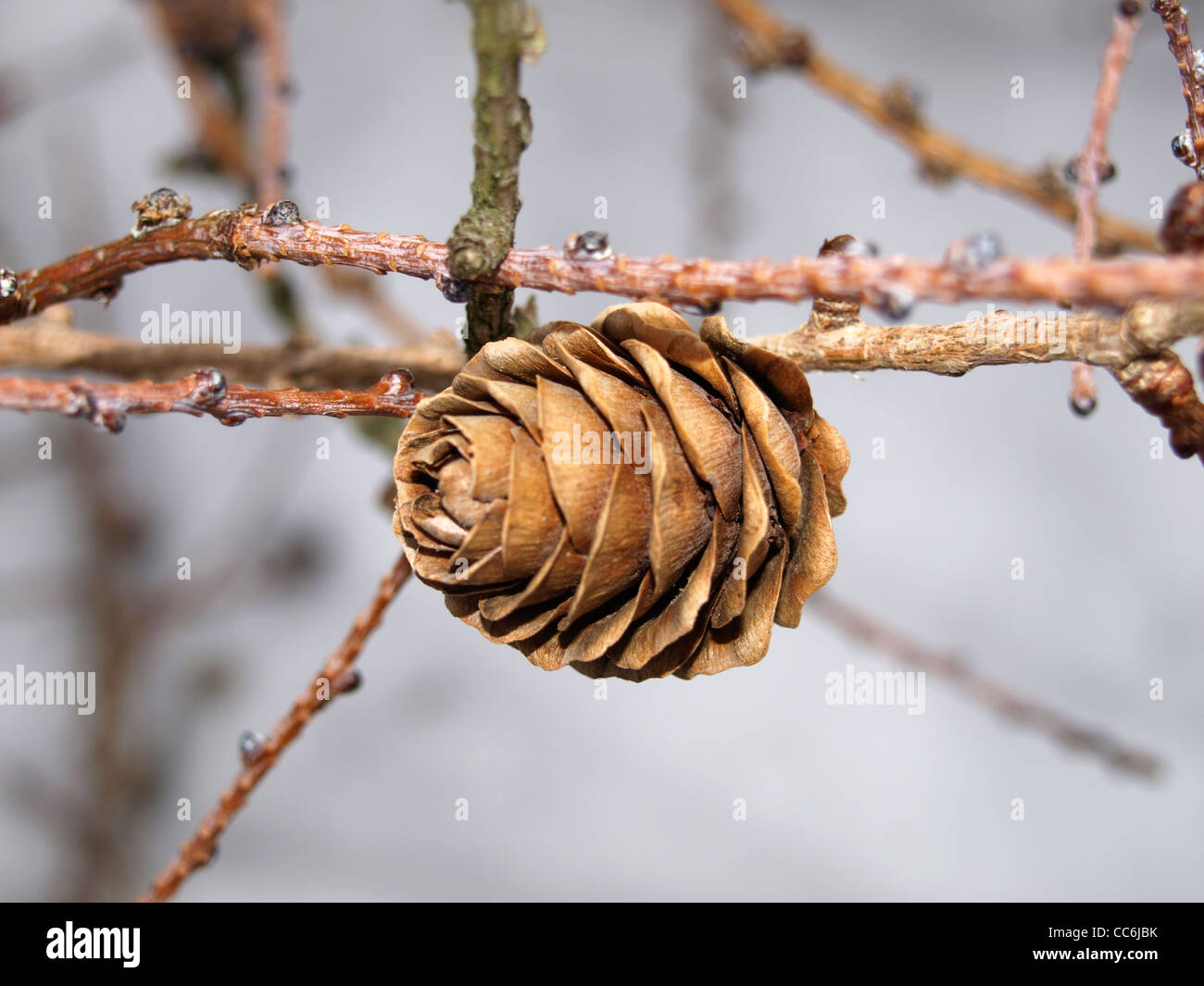 larch cones in winter / Lärchenzapfen im Winter Stock Photo