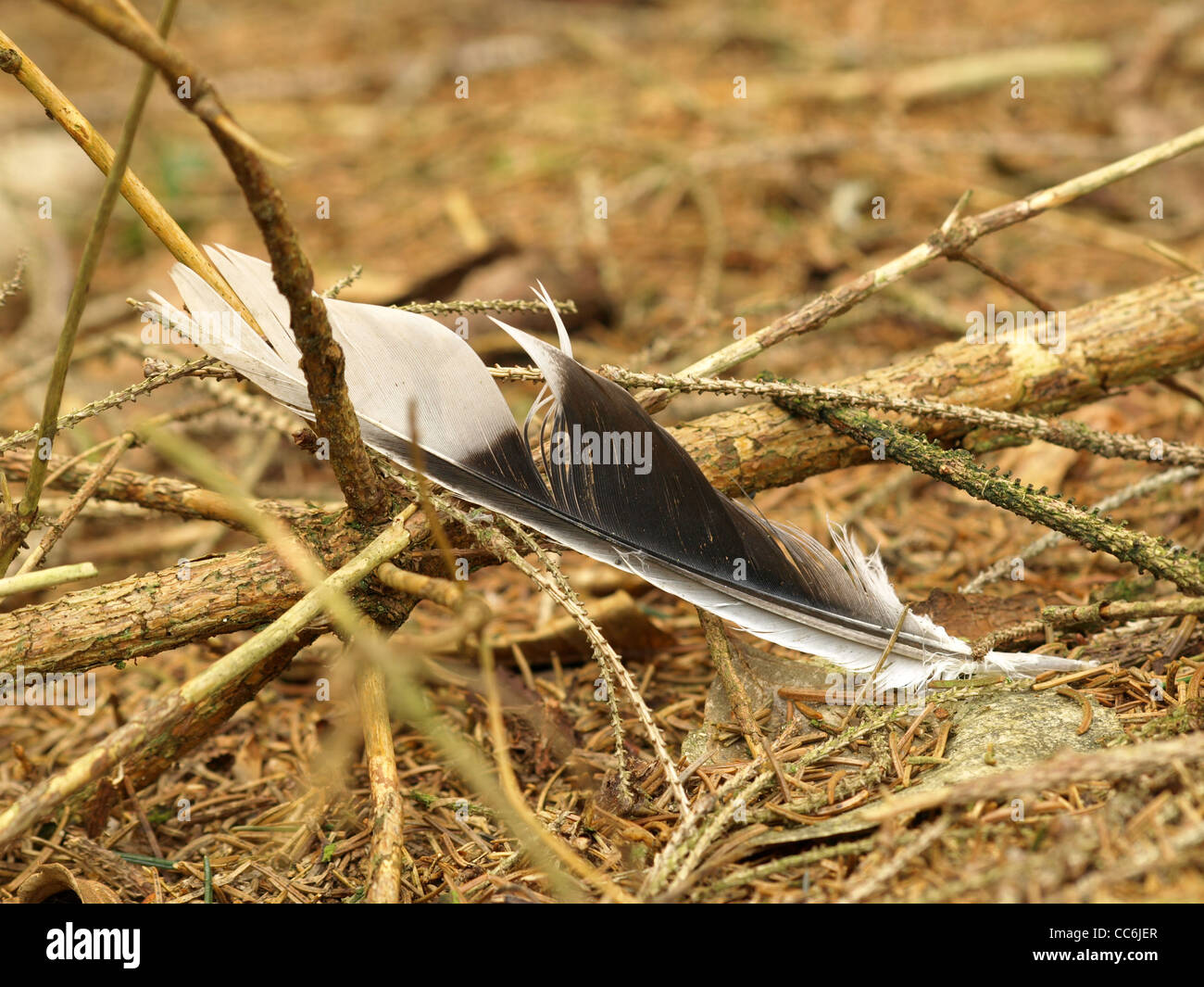 feather on the woodground / Feder auf Waldboden Stock Photo
