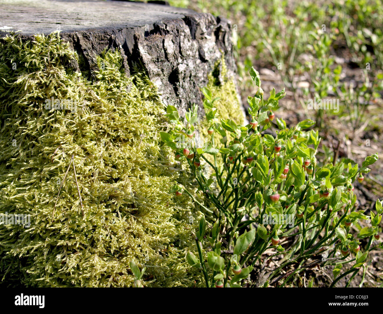stump, snag, snub / Baumstumpf Stock Photo Alamy