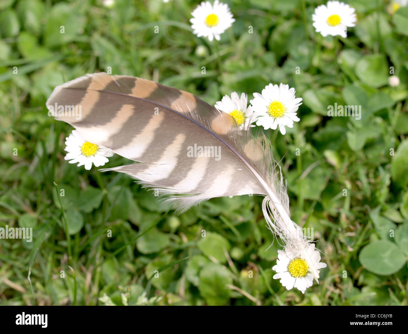 feather from a common kestrel on daisies  Feder eines Turmfalken auf  Gänseblümchen Stock Photo - Alamy