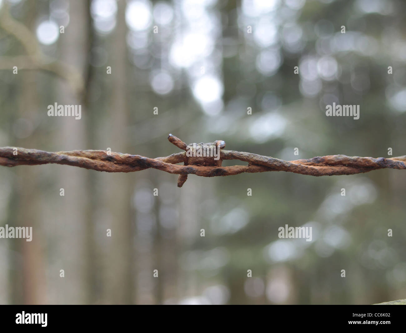 barbed wire in the wood / Stacheldraht im Wald Stock Photo