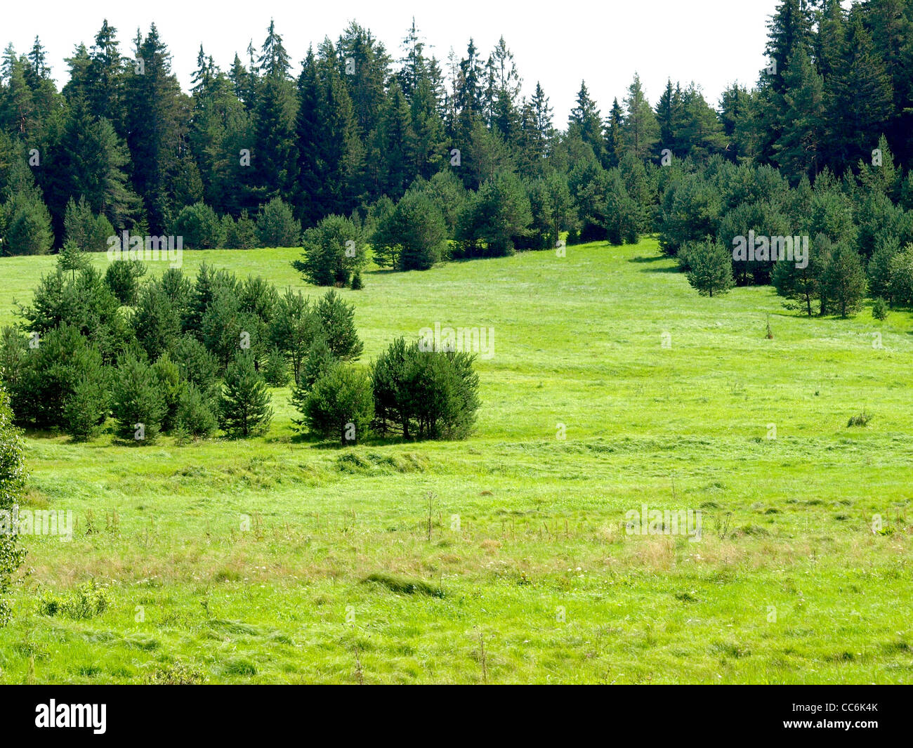 mountain meadow with wood in summer / Bergwiese mit Wald im Sommer Stock Photo