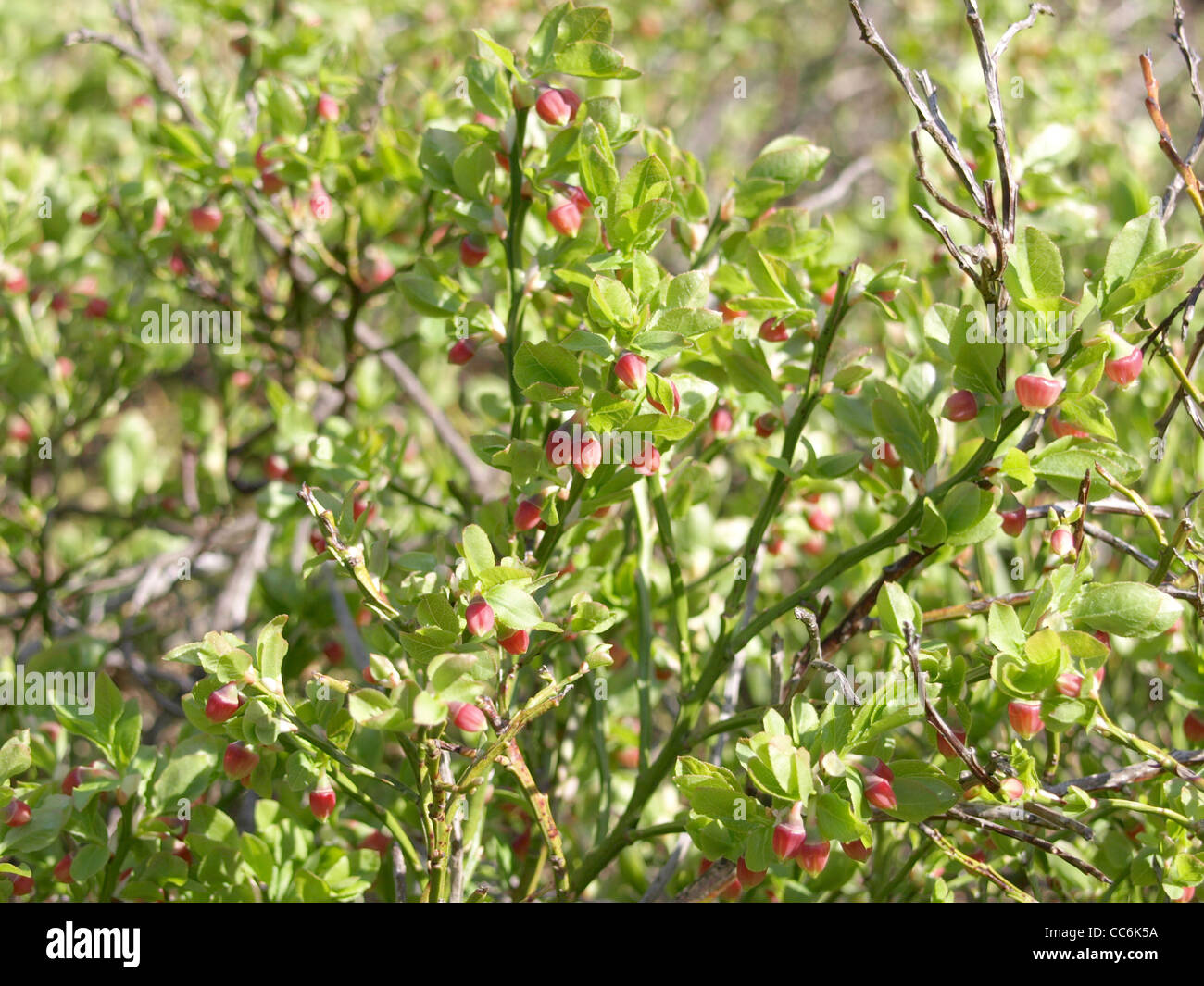 blueberry bush in spring / Vaccinium myrtillus / Heidelbeerstrauch im