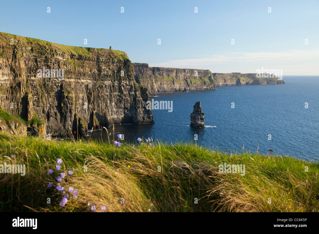 Summer Harebells beneath the Cliffs of Moher, The Burren, County Clare, Ireland. Stock Photo
