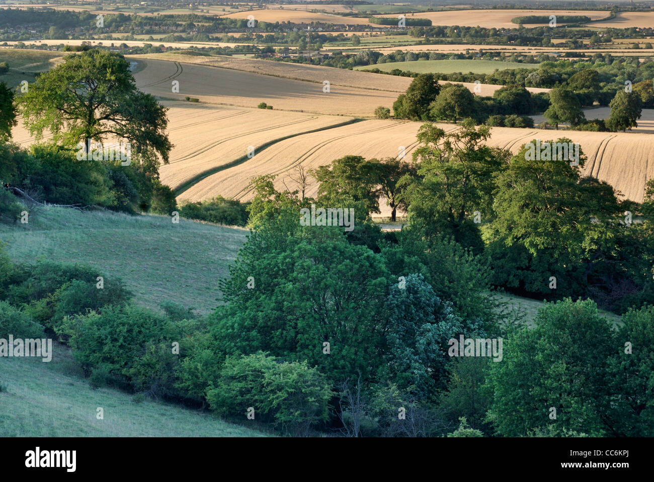 Hillside near Ivinghoe, Chiltern Hills, Hertfordshire/buckinghamshire