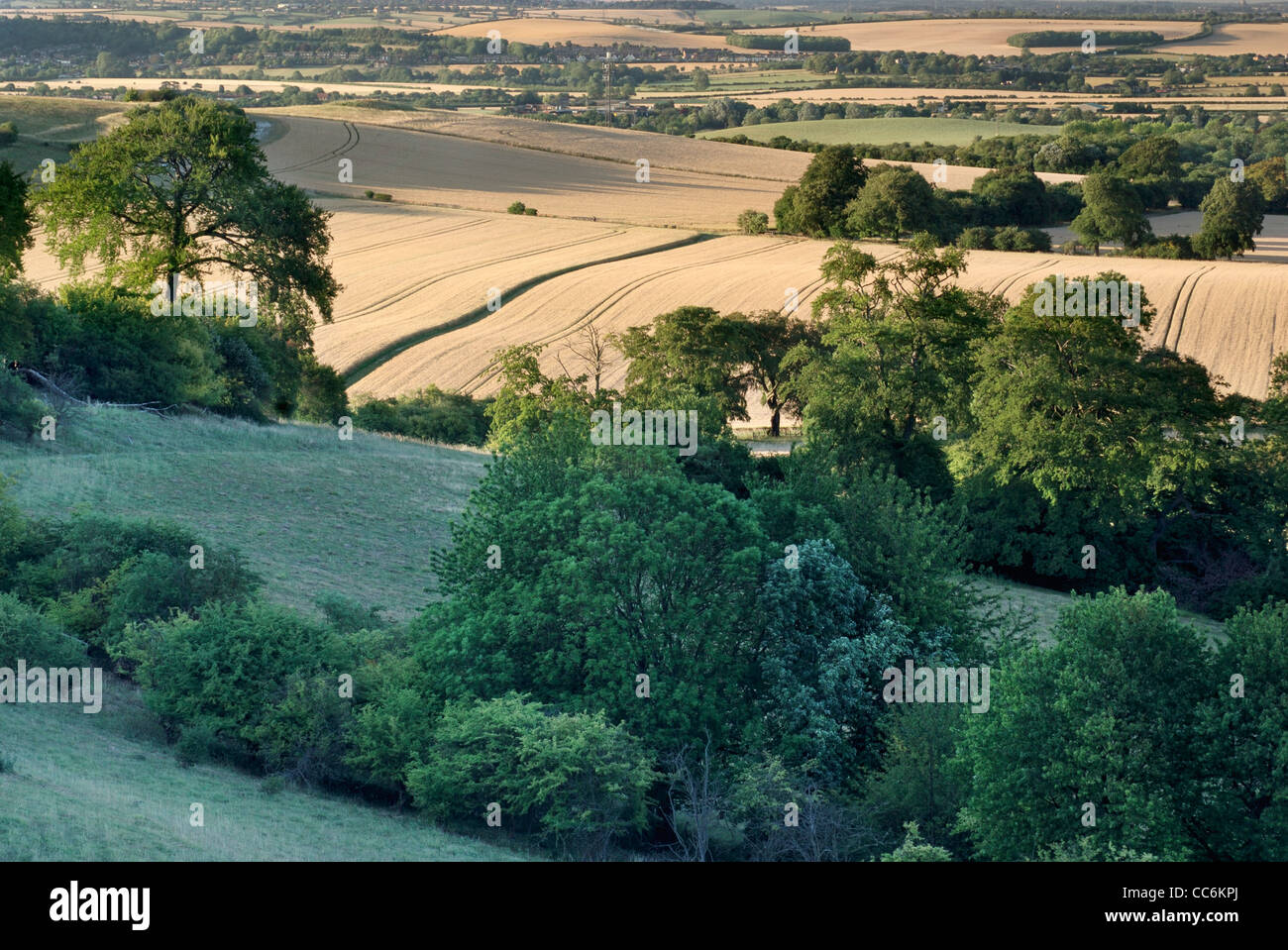 Hillside near Ivinghoe, Chiltern Hills, Hertfordshire/buckinghamshire border, England, UK Stock Photo
