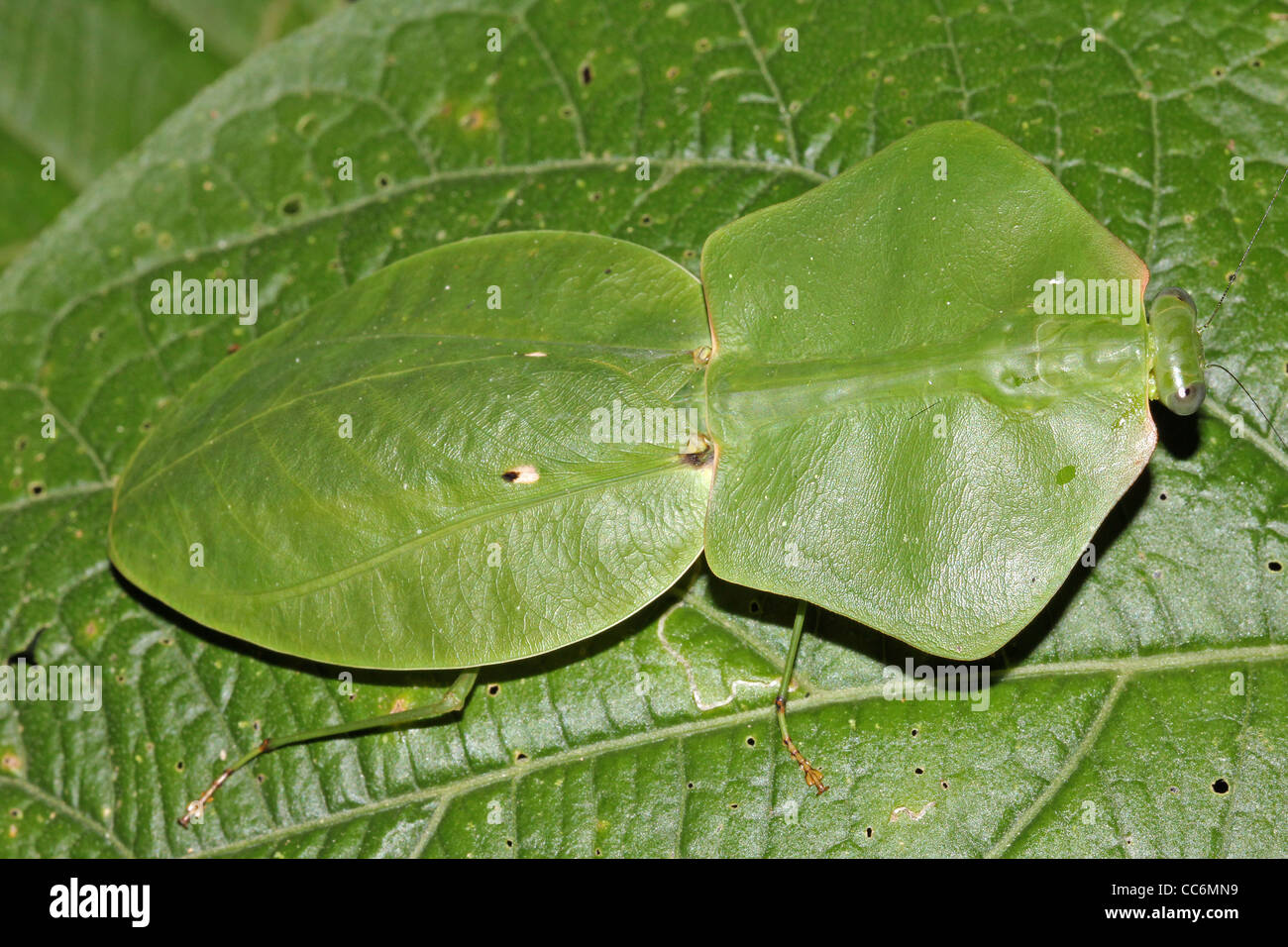 A Shield Mantis, Hood Mantis (or Hooded Mantis), or Leaf Mantis (or Leafy Mantis) in the Peruvian Amazon Amazing camouflage! Stock Photo