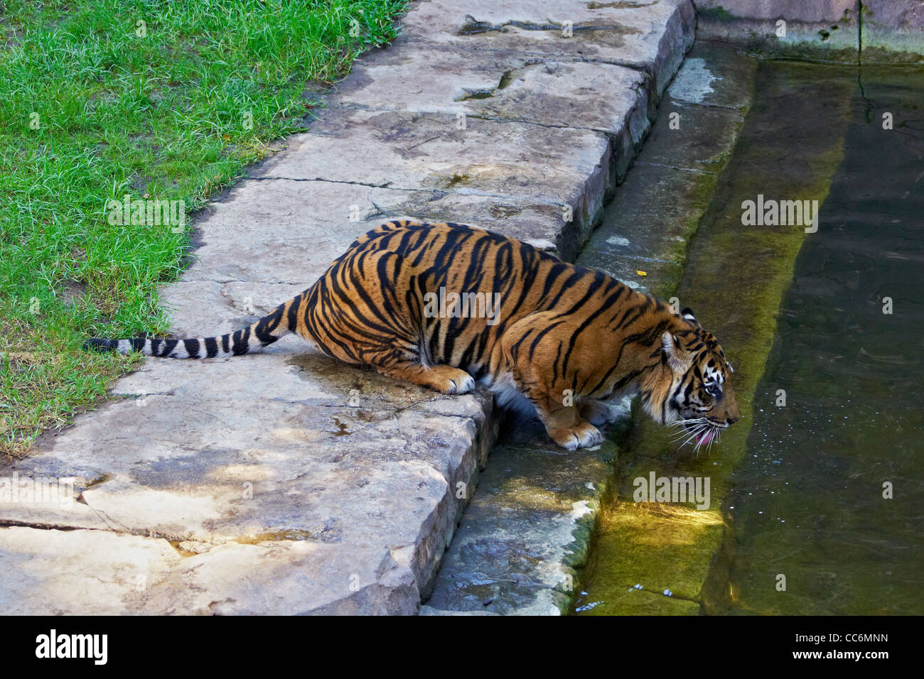 tiger drinking,captive, tigre bebiendo Stock Photo