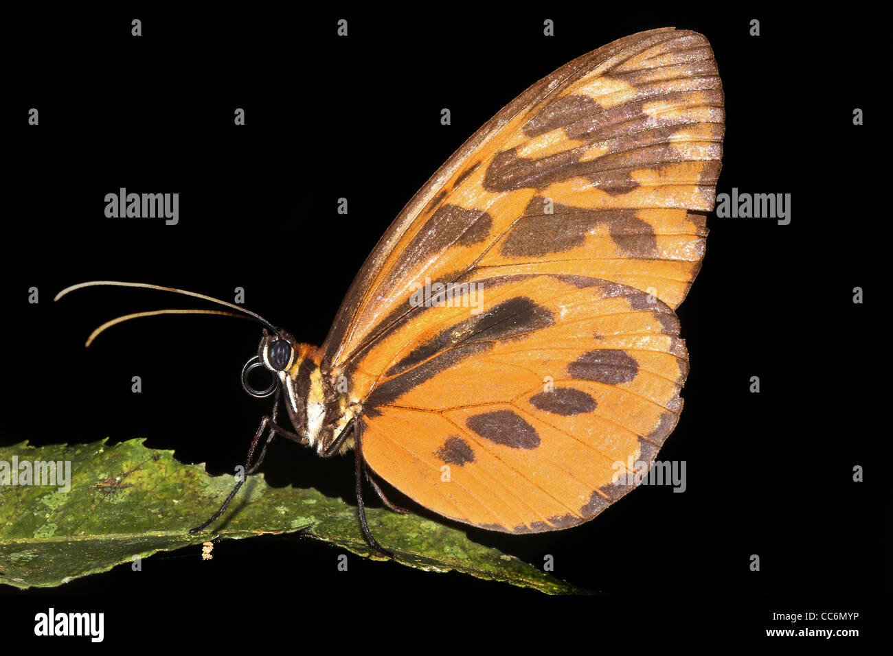 A beautiful ORANGE butterfly in the Peruvian Amazon Isolated on black with plenty of space for text Stock Photo