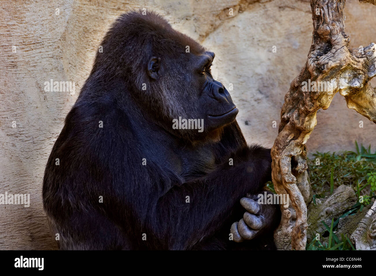 gorilla, great apes, captive Stock Photo