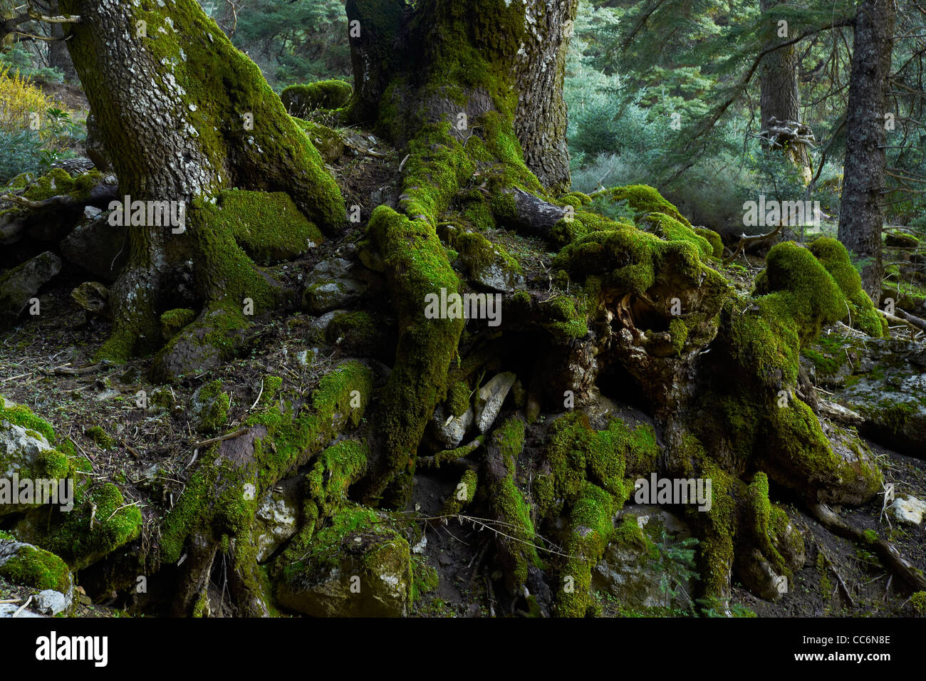 roots of a tree, Abies pinsapo, Spanish fir, pinsapo Stock Photo