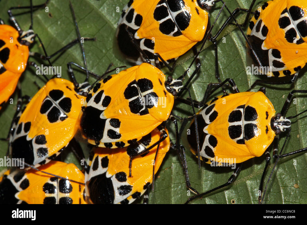 A Group of Yellow Leaf Bugs gather in the Peruvian Amazon Stock Photo