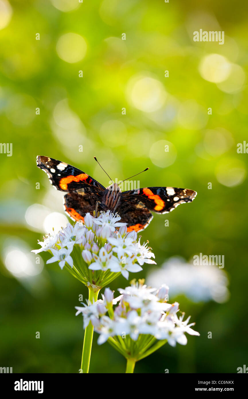 Red Admiral butterfly, Vanessa atalanta, on Allium Tuberosum Stock Photo