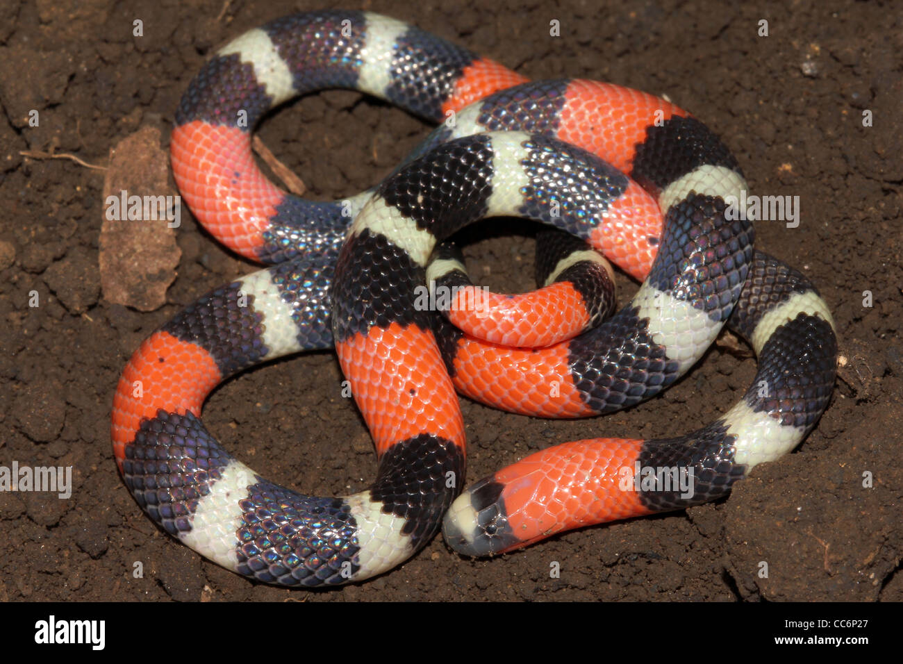 The DEADLY South American Coral Snake (Micrurus lemniscatus) in the Peruvian Amazon Stock Photo