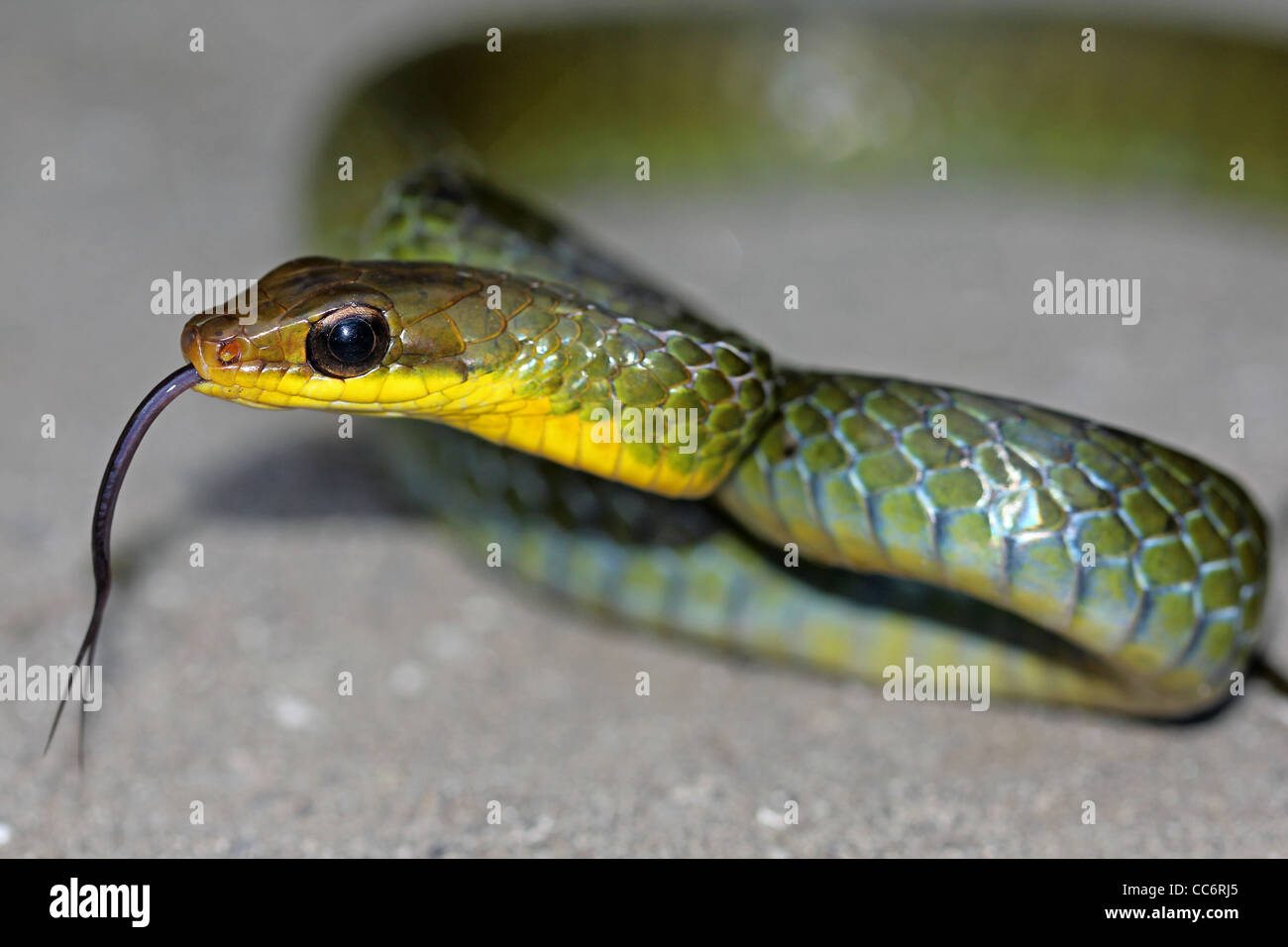 The Long-tailed Machete Savane (Chironius multiventris) flicks its tongue and rears up defensively in the Peruvian Amazon Stock Photo