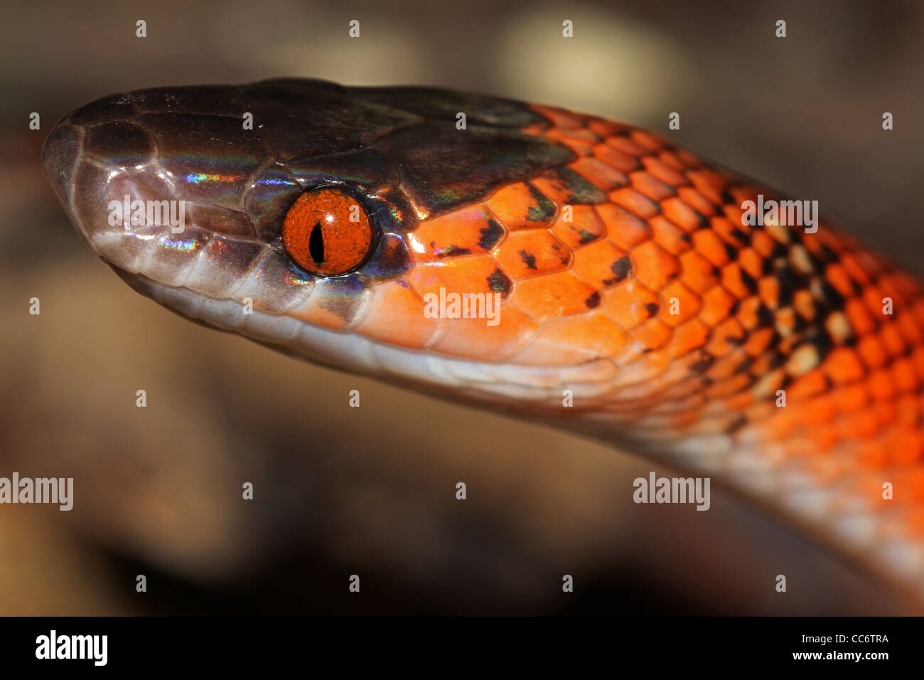 A Vibrant False Coral Snake (Oxyrhopus sp.) in the Peruvian Amazon Stock Photo