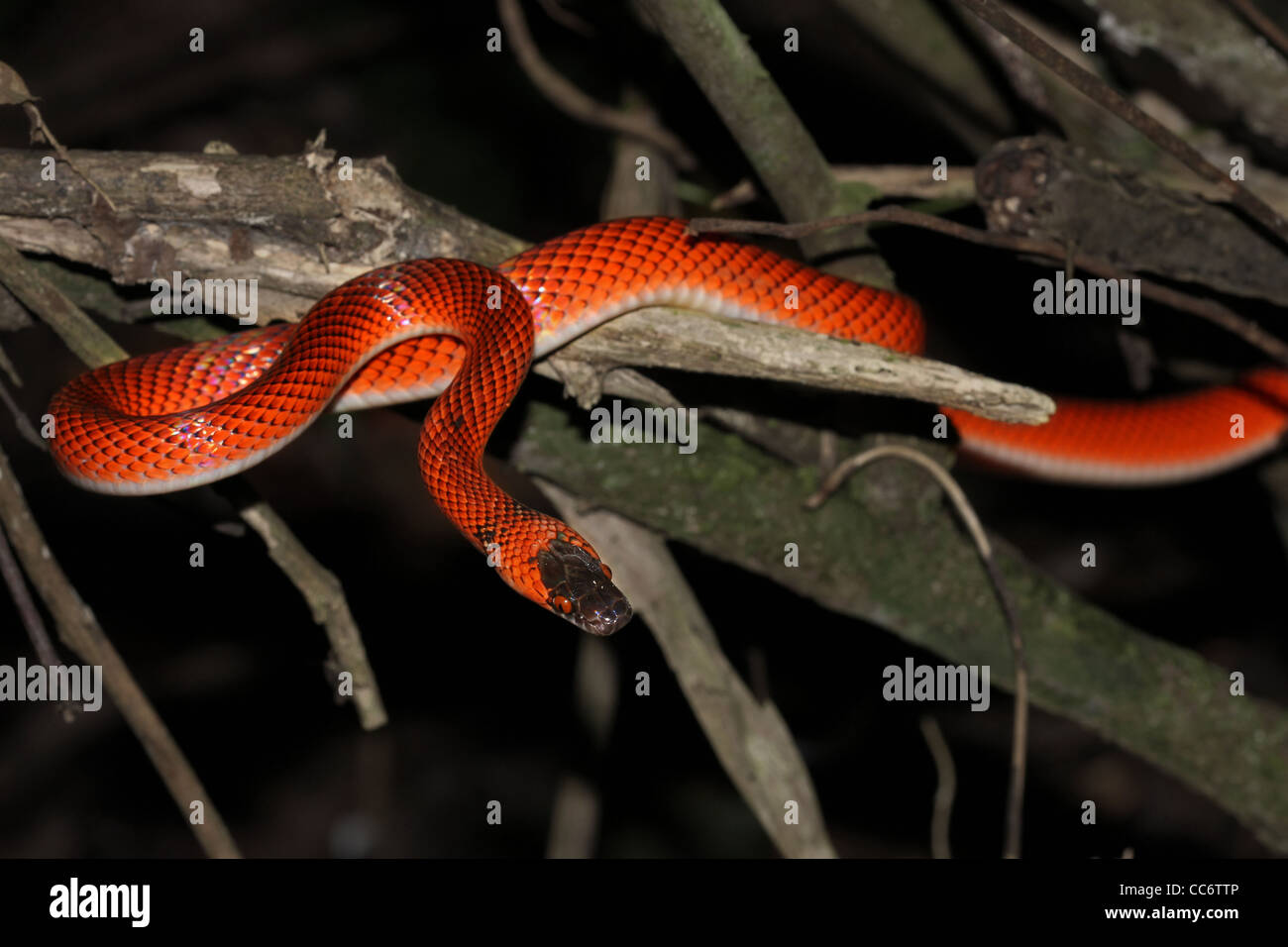 A Vibrant False Coral Snake (Oxyrhopus sp.) in the Peruvian Amazon Stock Photo