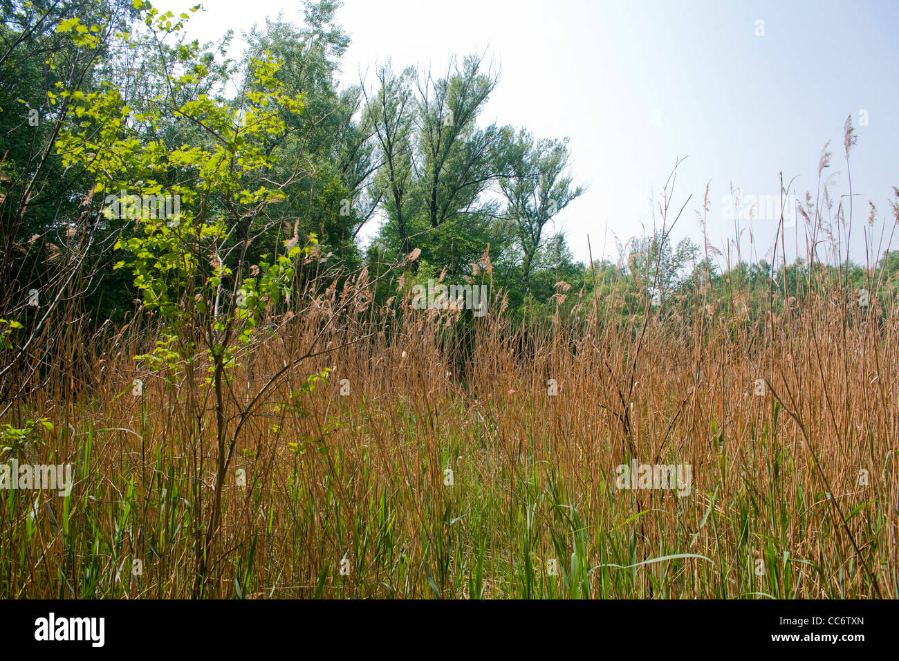 Österreich, Wien 22, Erholungsgebiet Lobau im Nationalpark Donau-Auen Stock Photo