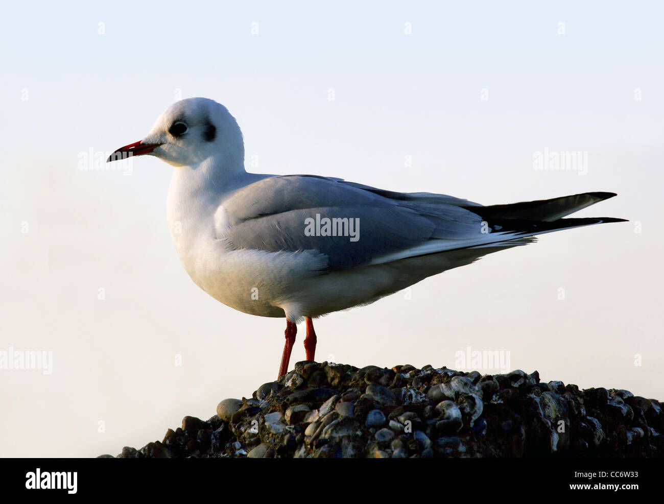 Adult Little Gull (Larus minutus) in winter plumage Stock Photo