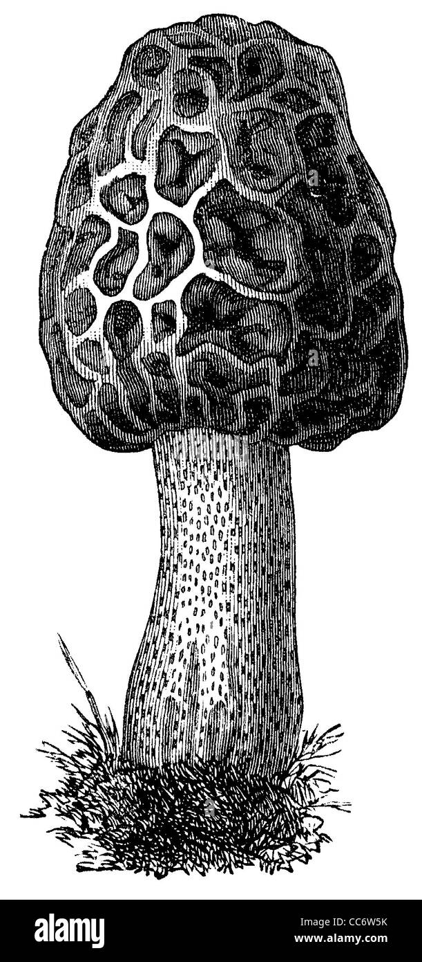 Morchella esculenta, Speisemorchel, Common morel, morel, yellow morel, true morel, morel mushroom, sponge morel Stock Photo