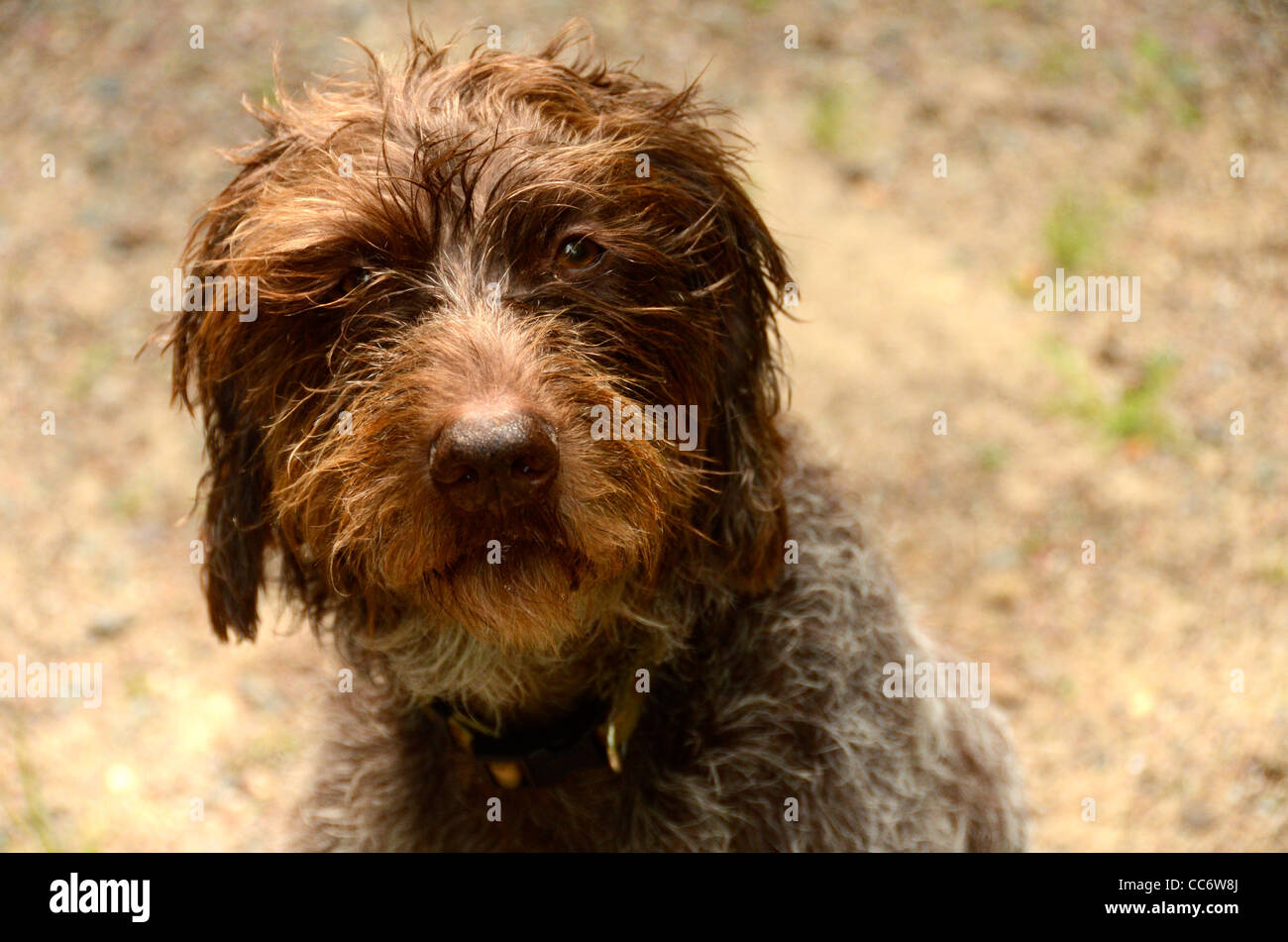 shaggy haired dog breeds