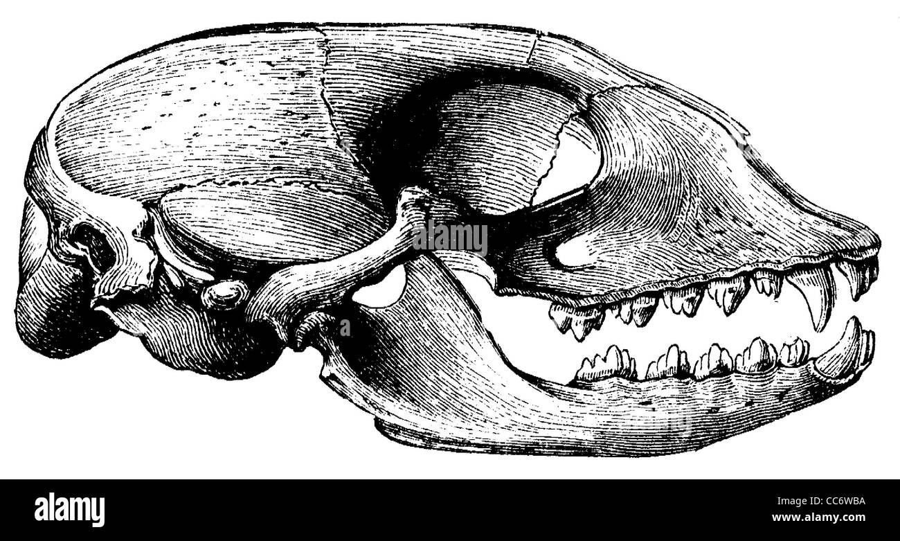 Seal: skull Stock Photo