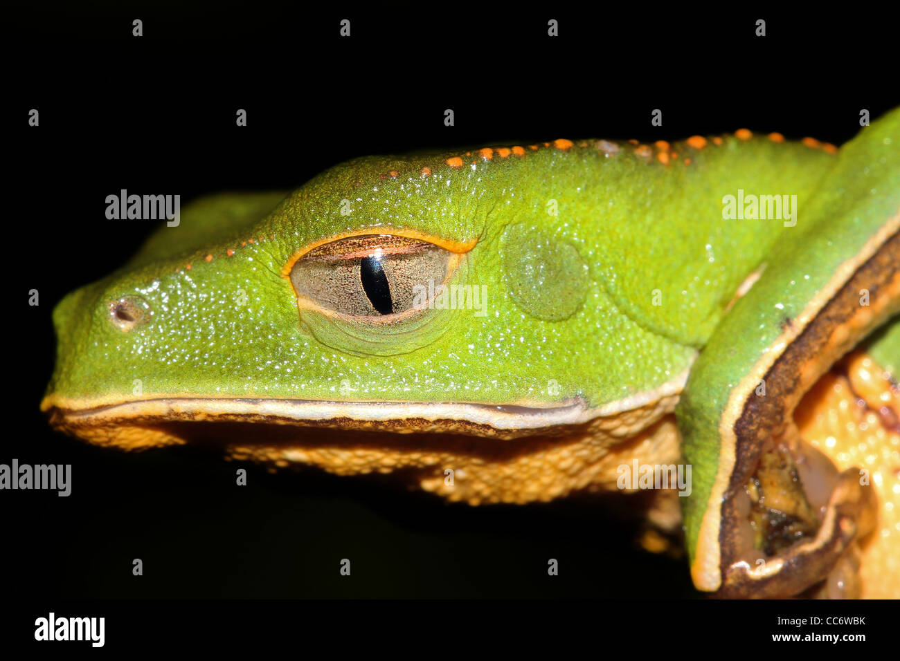 A Razor-backed Monkey Treefrog (Phyllomedusa vaillanti) in the Peruvian Amazon Isolated on black with space for text Stock Photo