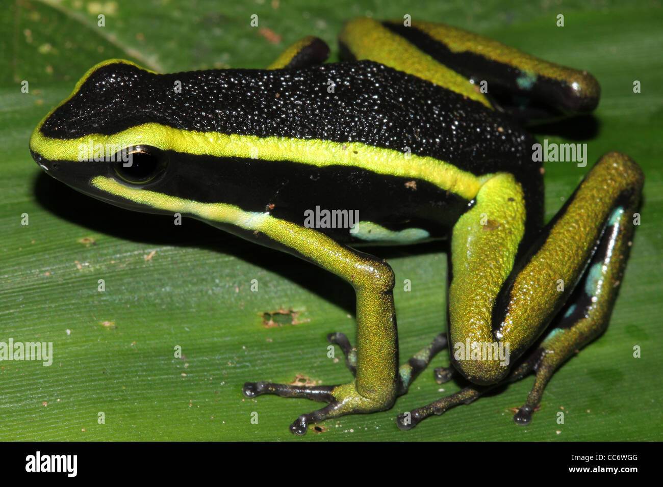 A magnificent Three-striped Poison Arrow Frog (Ameerega trivittata) in the Peruvian Amazon Stock Photo