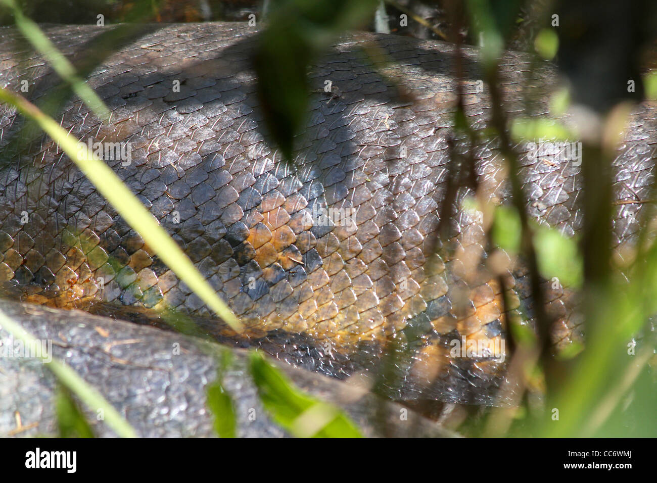 A HUGE (6 metre, 20 feet) Green Anaconda (Eunectes murinus) in the WILD in the Peruvian Amazon (photographed while canoeing in Stock Photo