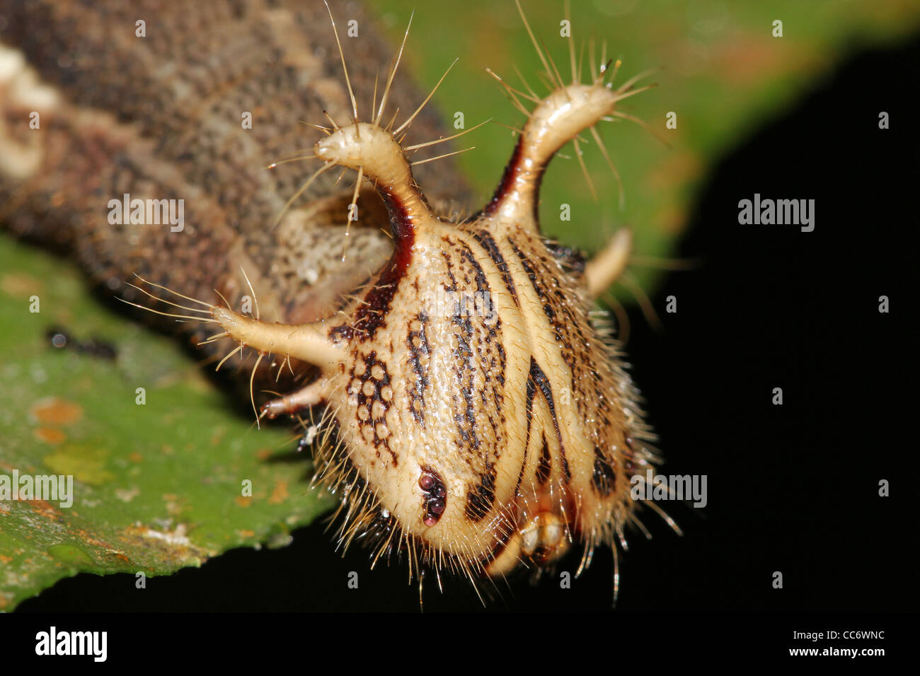 A STRANGE caterpillar close-up in the Peruvian Amazon Stock Photo