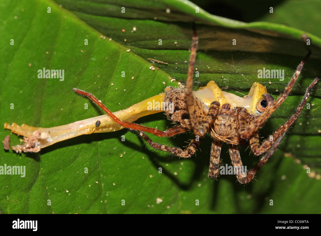A Spider eats a Frog in the Peruvian Amazon! Stock Photo