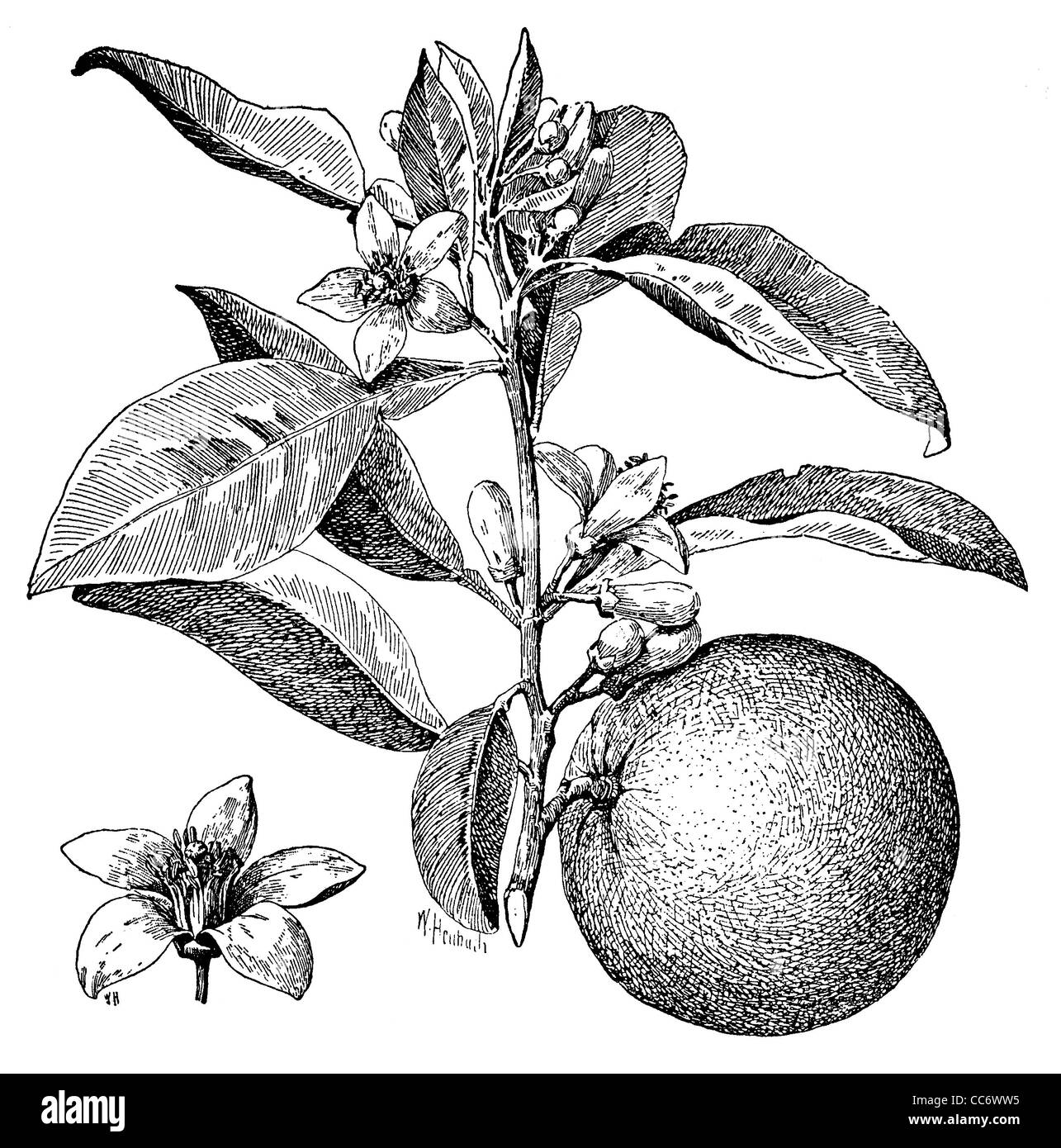 Orange tree woodcut Black and White Stock Photos & Images Alamy