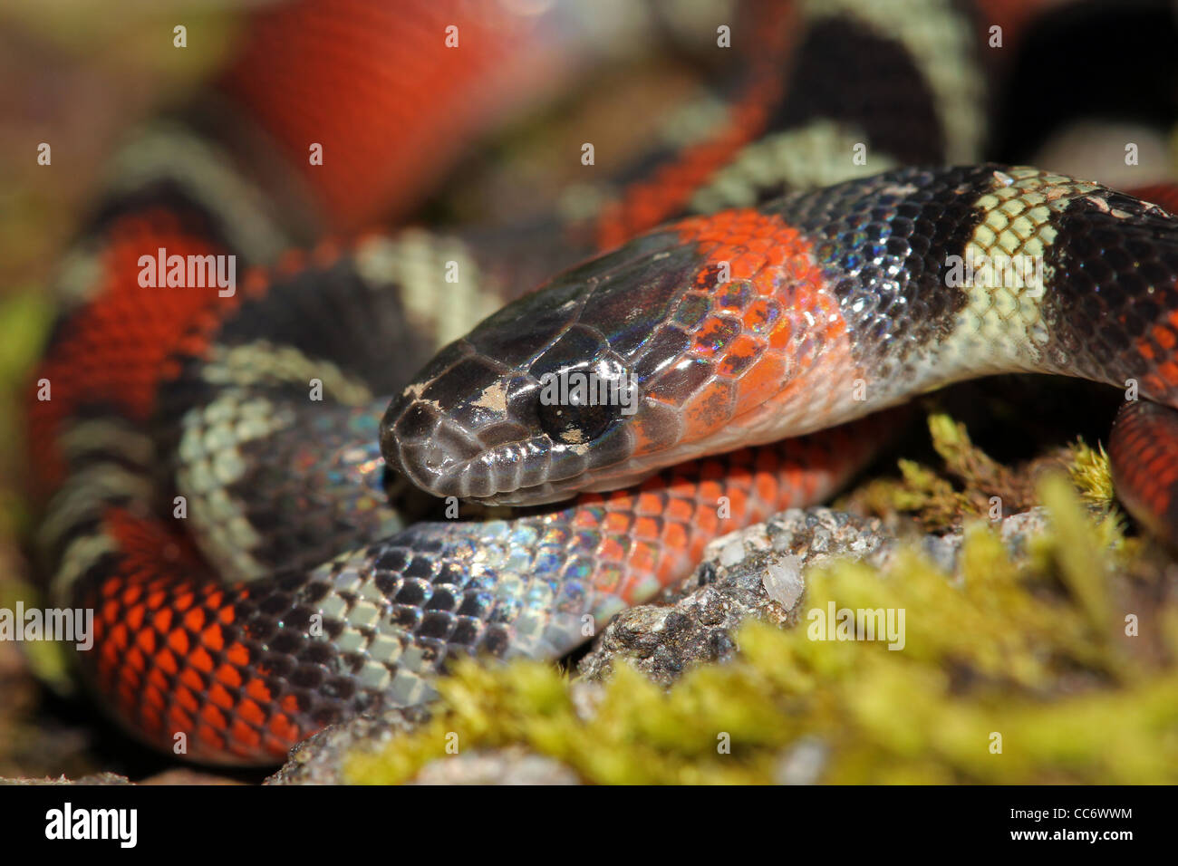 A Vibrant False Coral Snake (Oxyrhopus sp.) in the Peruvian Amazon Stock Photo