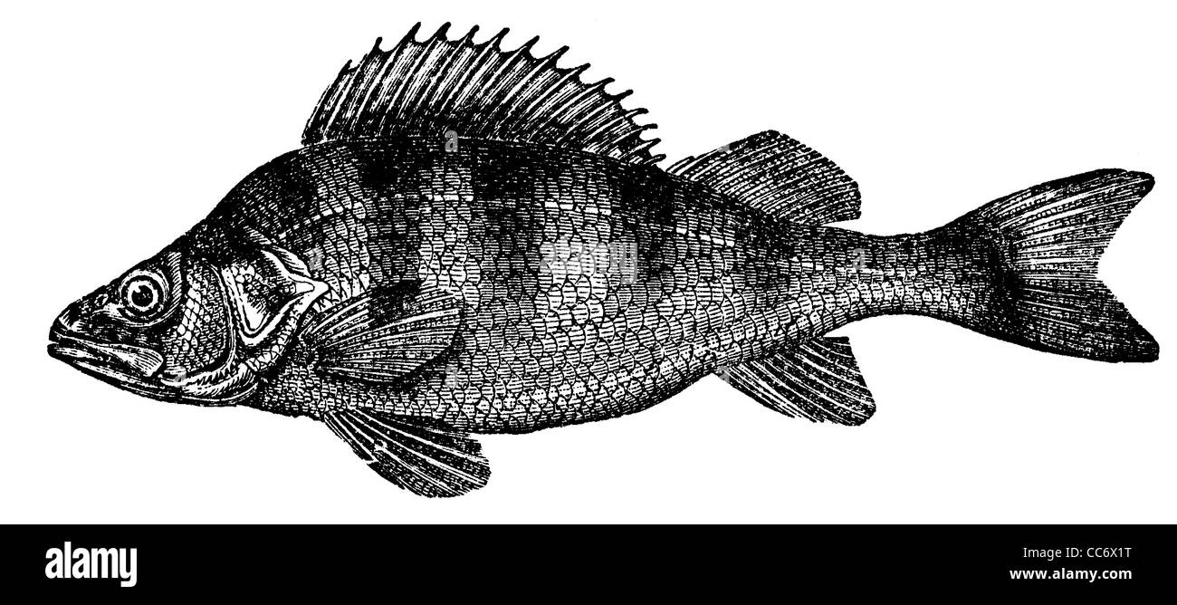 Perch fish engraving Cut Out Stock Images & Pictures - Alamy