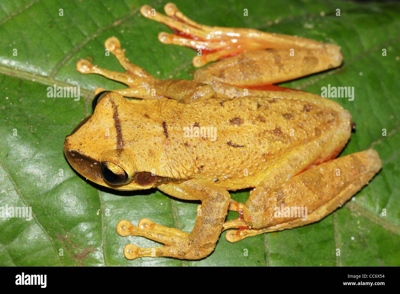 A Cayenne Slender-legged Treefrog (Osteocephalus leprieurii) in the Peruvian Amazon Stock Photo