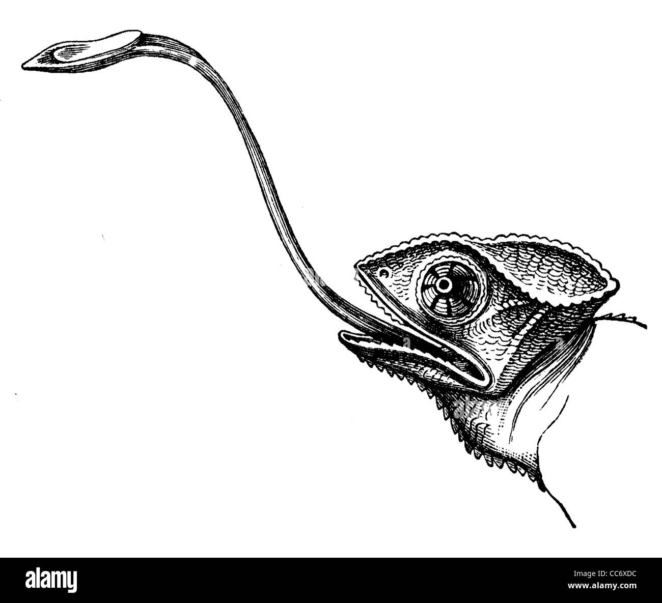 Espio The Chameleon Tongue