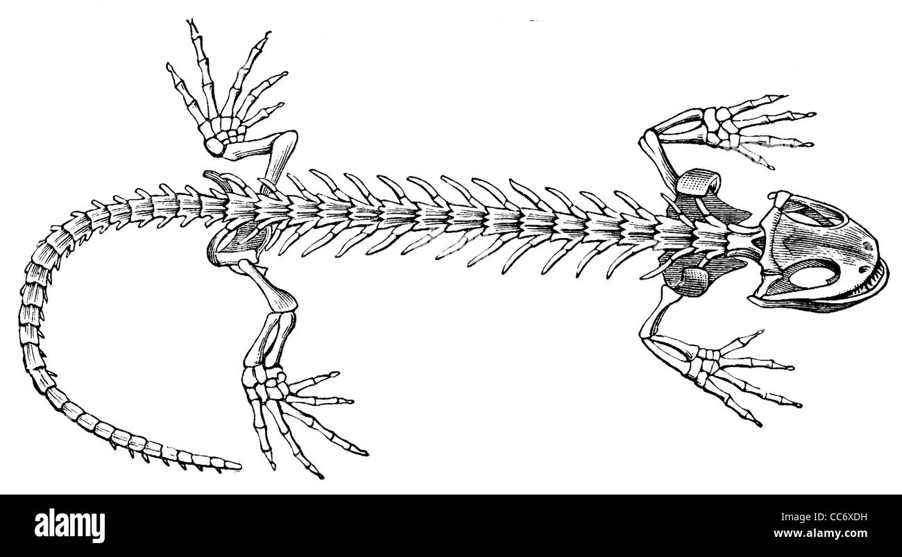 Ящерица конечности тела. Строение скелета Тритона. Скелет ящерицы строение скелета. Скелет пресмыкающегося ящерицы. Скелет огненной Саламандры.