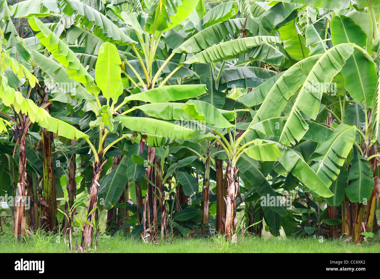 Banana tree Stock Photo