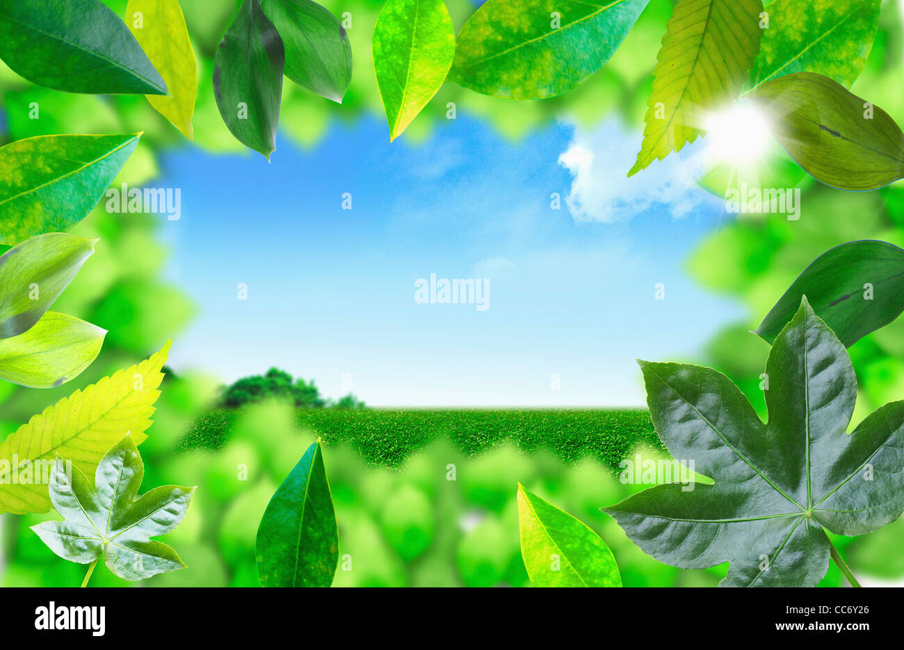 Clear green leaves hi-res stock photography and images - Alamy
