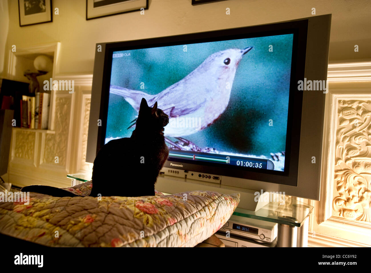 Black Cat watches a Red Breasted Fly Catcher ( Ficedula Parva ) on TV Stock Photo