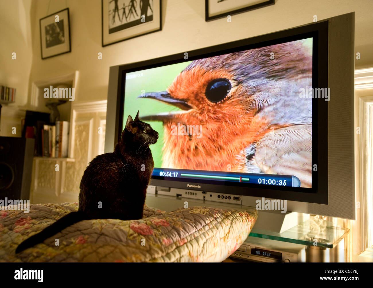 Siamese Black cat watching robin on a TV screen Stock Photo