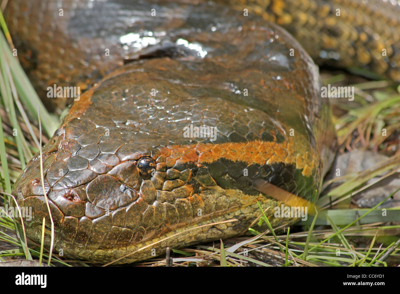 A HUGE (6 metre, 20 feet) Green Anaconda (Eunectes murinus) in the WILD in the Peruvian Amazon (photographed while canoeing) Stock Photo