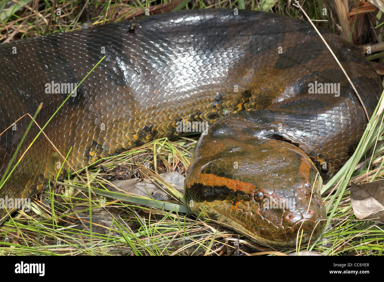 A HUGE (6 metre, 20 feet) Green Anaconda (Eunectes murinus) in the WILD in the Peruvian Amazon (photographed while canoeing) Stock Photo