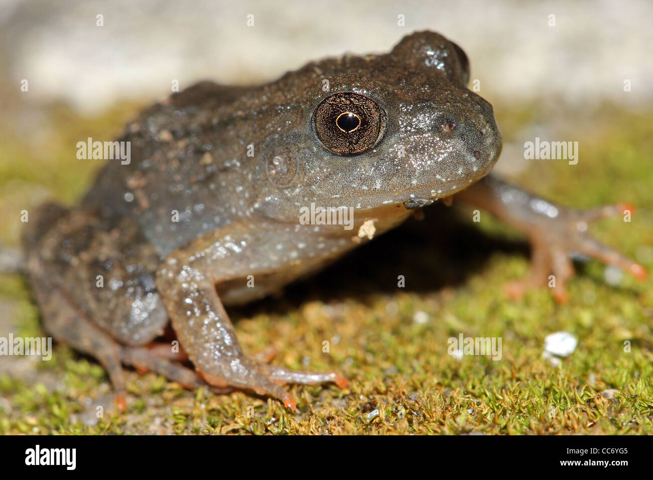 The Amazon Bandit Frog (Leptodactylus didymus) in the Peruvian Amazon