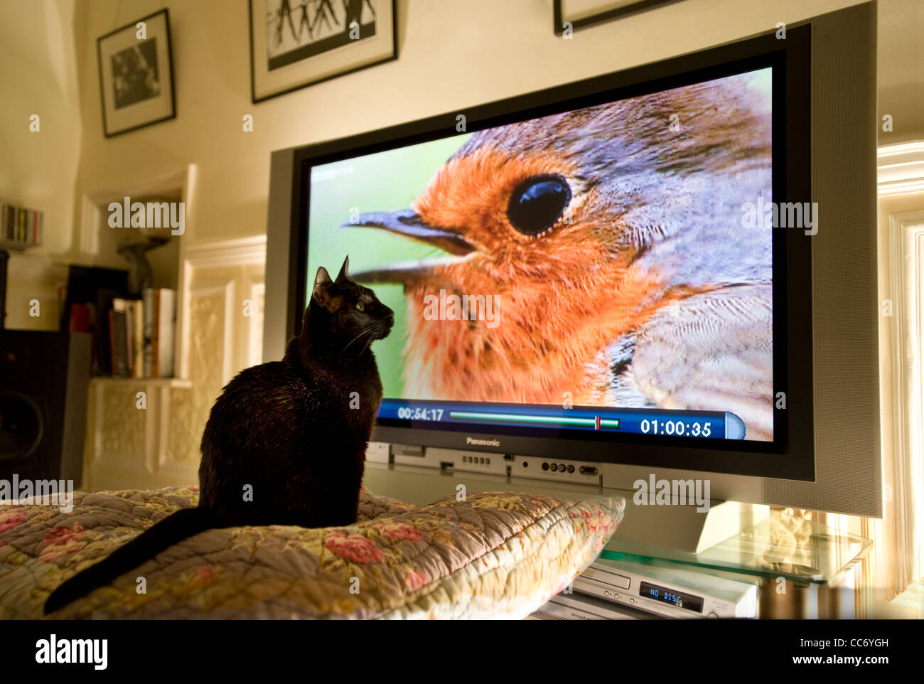 Black cat watching a tv programme about birds, robin on television screen. Stock Photo